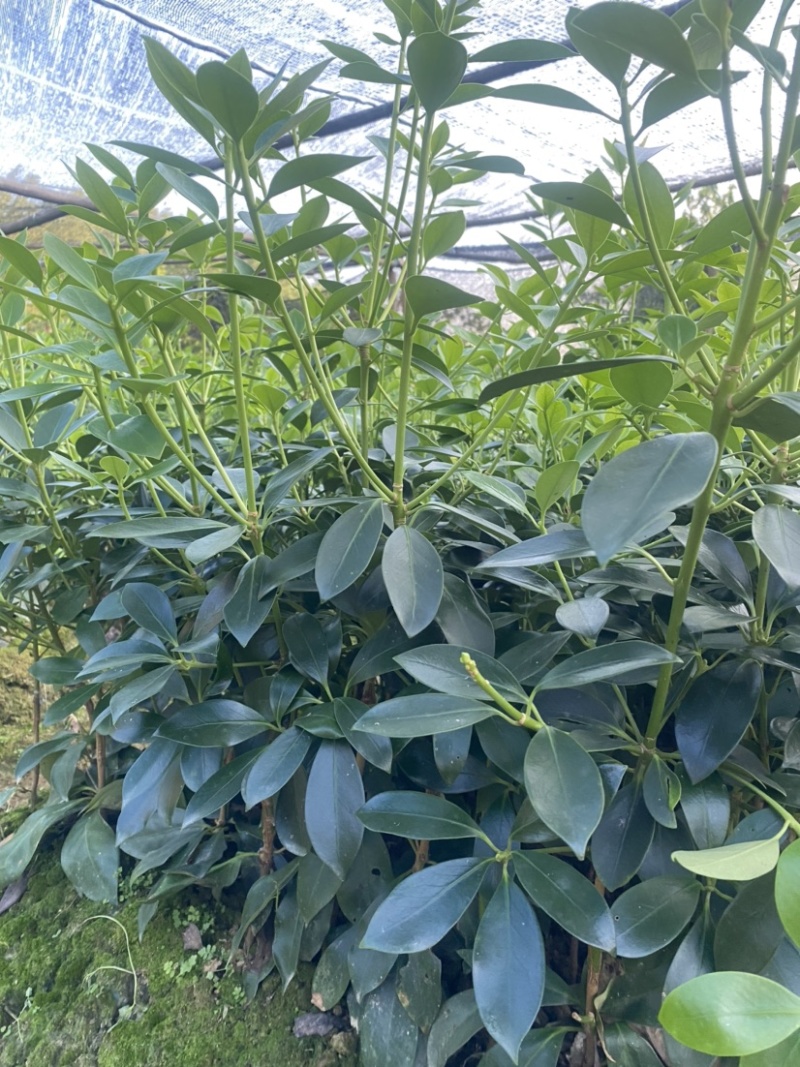 古龙大红八角嫁接苗基地直供支持大量批发量大优惠
