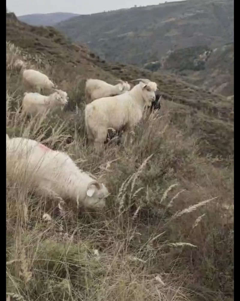 活羊陕北跑山大羯绒山羊