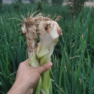 山西绛县疙瘩葱鸡腿葱长杆葱净葱毛葱