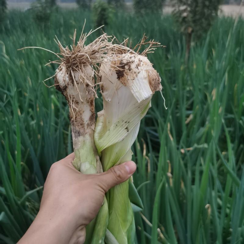 山西绛县疙瘩葱鸡腿葱长杆葱净葱毛葱