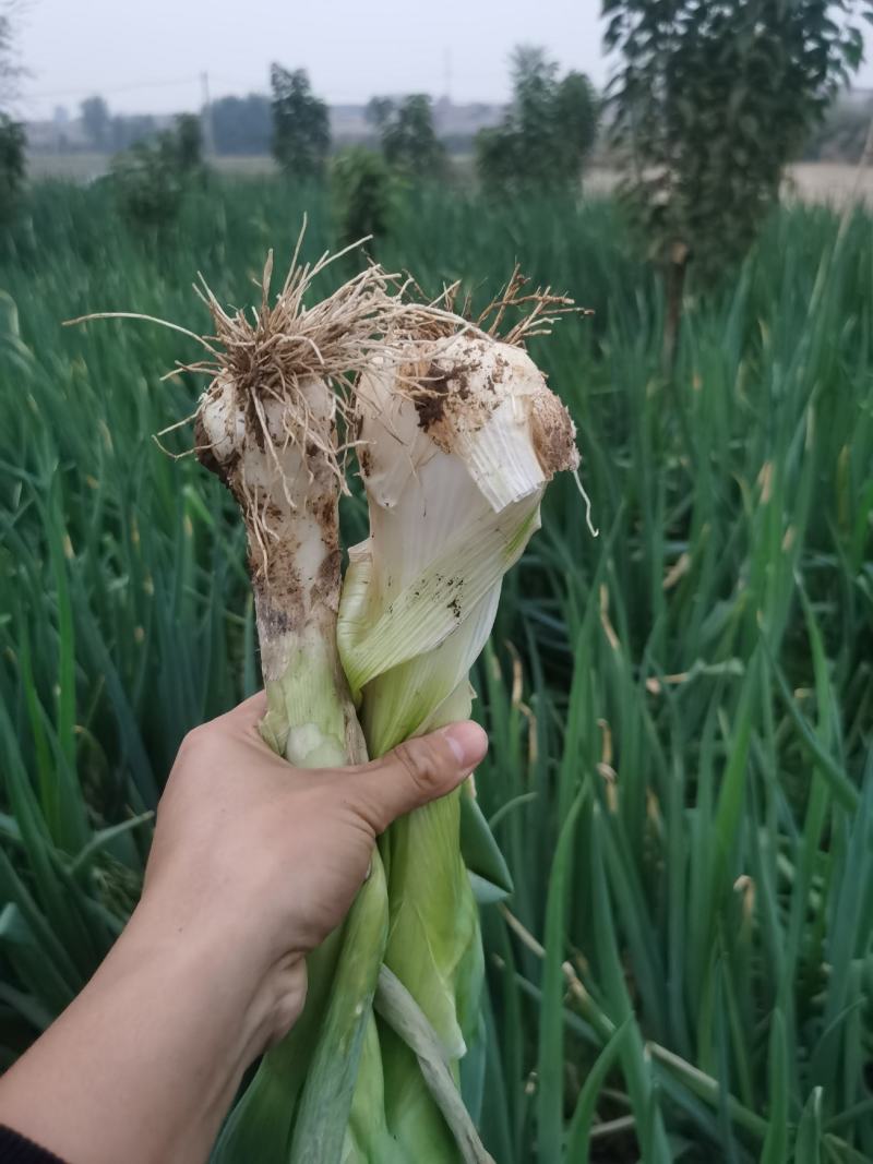 山西绛县疙瘩葱鸡腿葱长杆葱净葱毛葱