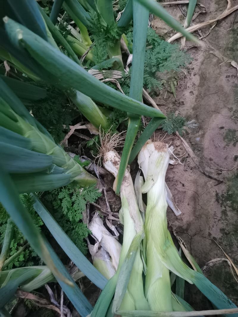 山西绛县疙瘩葱鸡腿葱长杆葱净葱毛葱