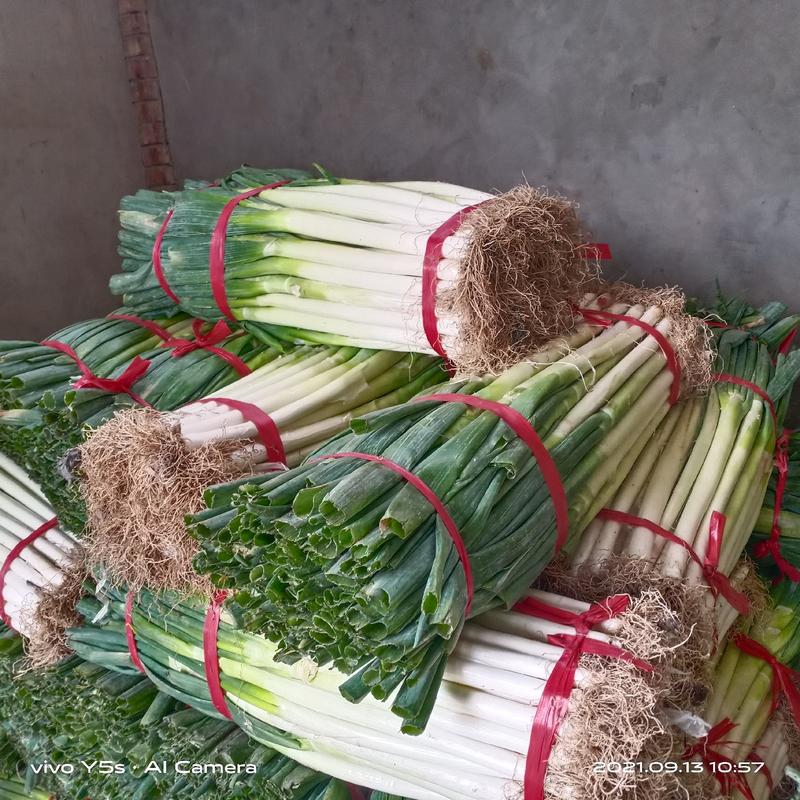 甘肃张掖大葱钢葱质量好，货量大适合整车发货。服务周到。