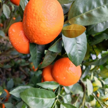 沃柑