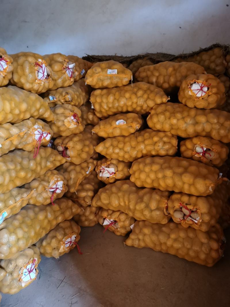 陇七陇十定西土豆甘肃临洮土豆产地直发