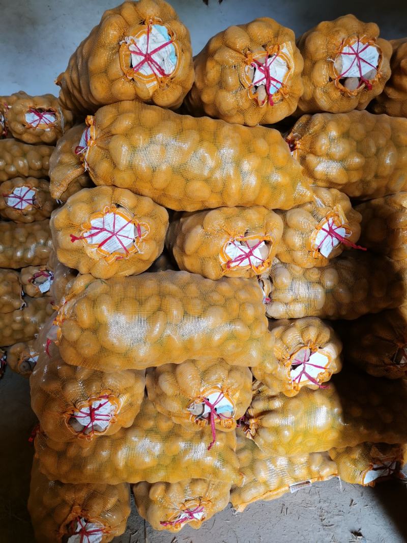 陇七陇十定西土豆甘肃临洮土豆产地直发