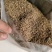 蛇床子下湿阴痒