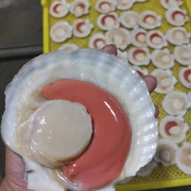 半壳夏夷贝，公司常年加工