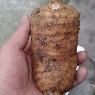 新鲜天麻红天麻乌红杂交天麻产地发货批发现挖现卖。