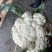 【花菜】精品有机菜花产地直发供应各大市场电商商超