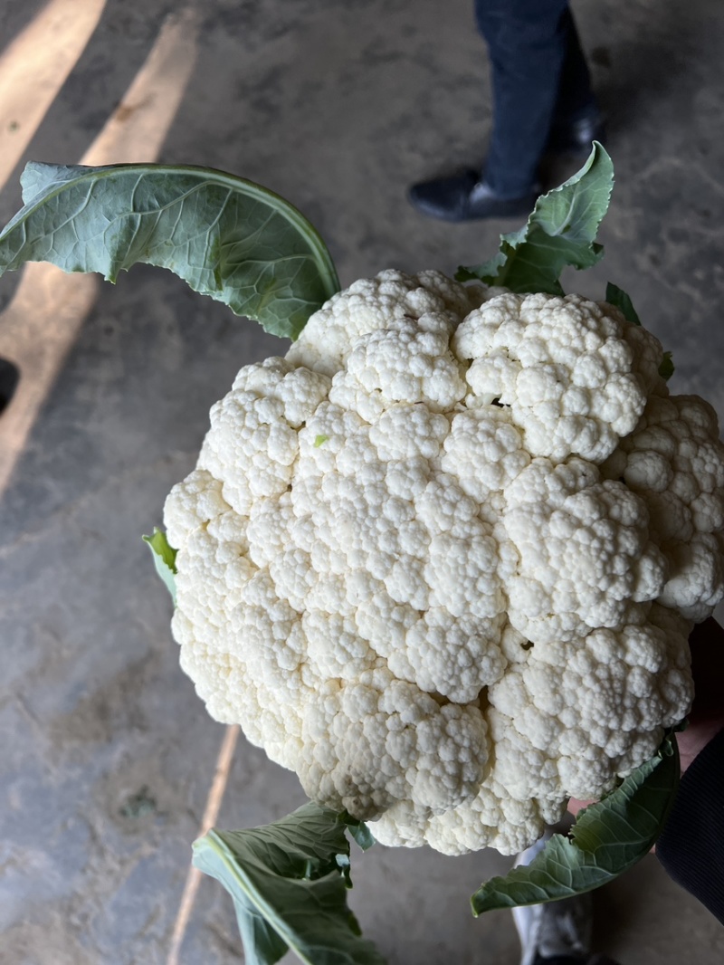 【花菜】精品有机菜花产地直发供应各大市场电商商超