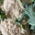 【花菜】精品有机菜花产地直发供应各大市场电商商超