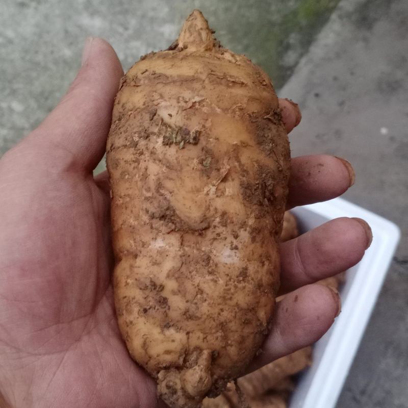 新鲜天麻红天麻乌红杂交天麻产地发货批发现挖现卖。