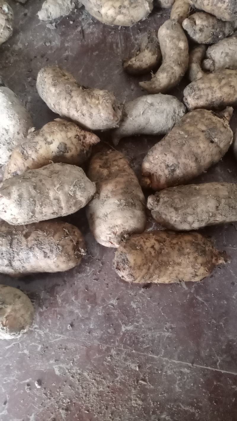 新鲜天麻红天麻乌红杂交天麻产地发货批发现挖现卖。