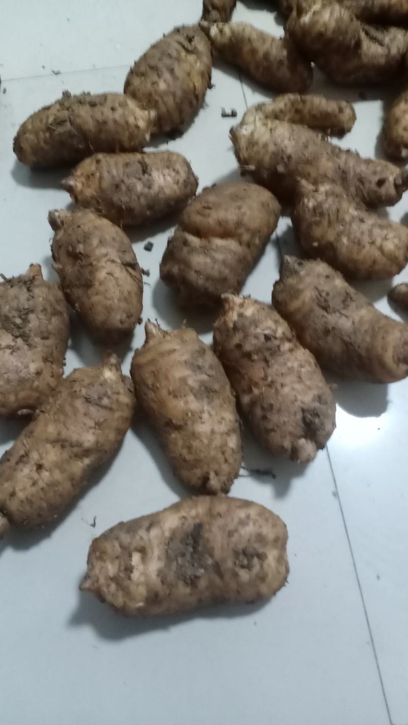 新鲜天麻红天麻乌红杂交天麻产地发货批发现挖现卖。