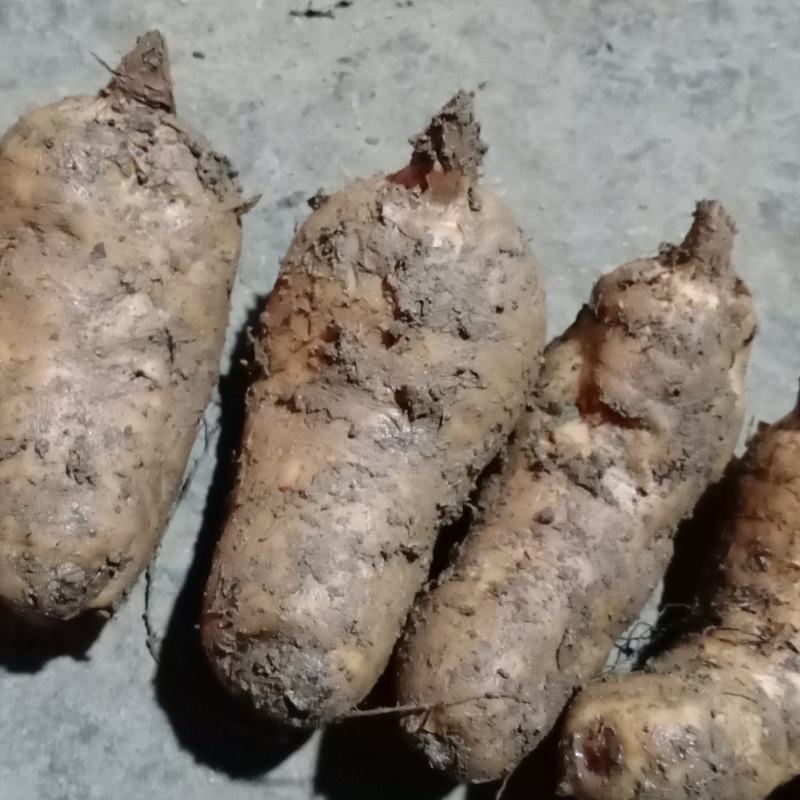 新鲜天麻红天麻乌红杂交天麻产地发货批发现挖现卖。