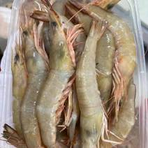 麻虾、芦虾、特大原条海虾真空一斤包装、广西北海快艇靓货