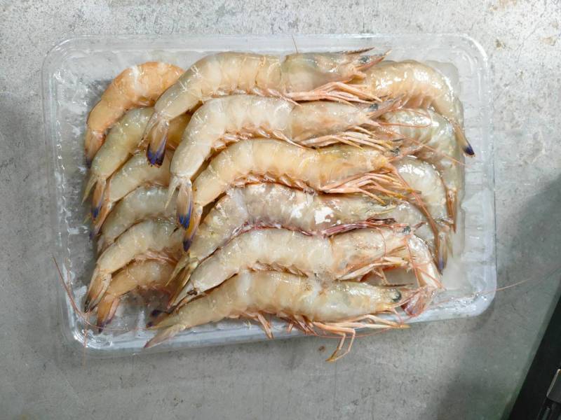 麻虾、芦虾、特大原条海虾真空一斤包装、广西北海快艇靓货