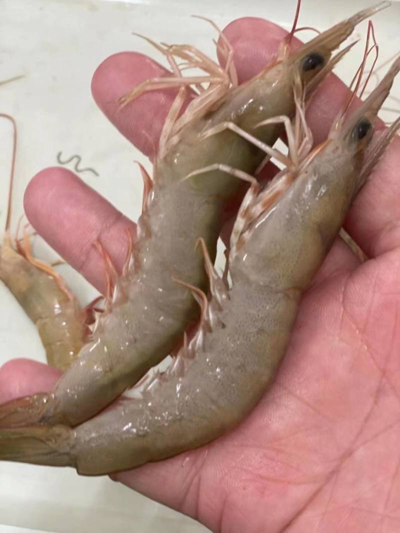 麻虾、芦虾、特大原条海虾真空一斤包装、广西北海快艇靓货