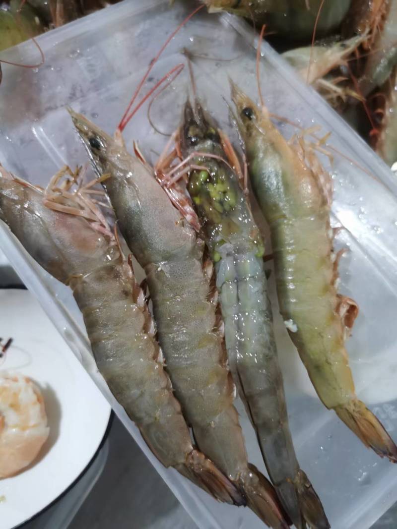 麻虾、芦虾、特大原条海虾真空一斤包装、广西北海快艇靓货