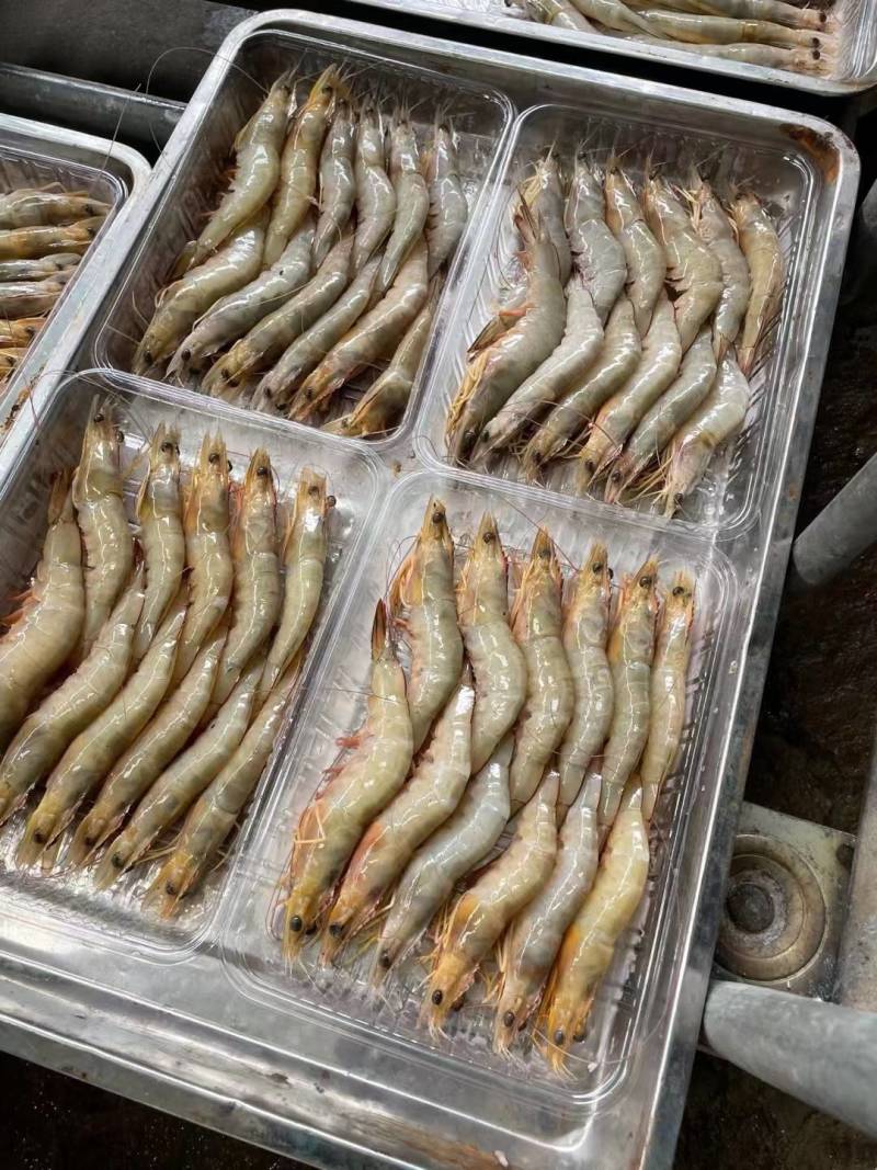 麻虾、芦虾、特大原条海虾真空一斤包装、广西北海快艇靓货