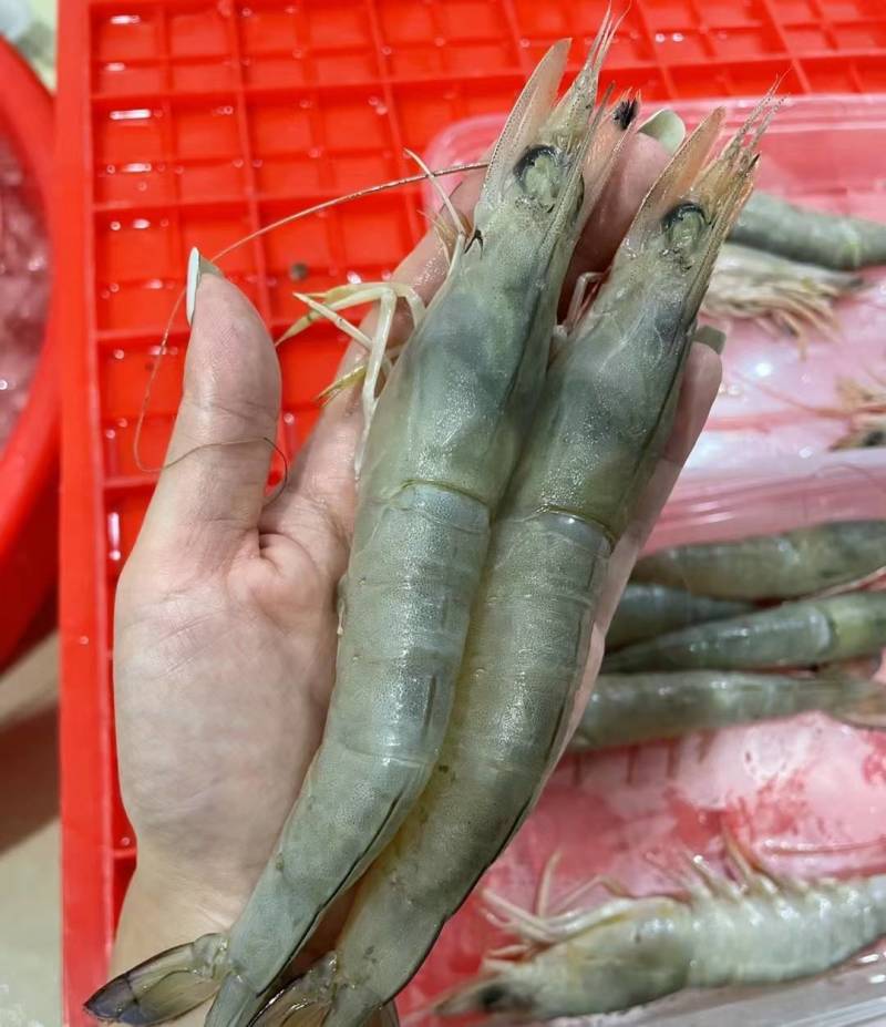 麻虾、芦虾、特大原条海虾真空一斤包装、广西北海快艇靓货