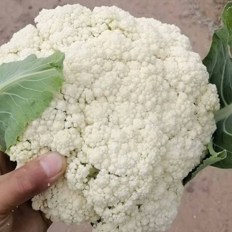【推荐】花菜菜花精品80小米有机花花面白根平欢迎采购