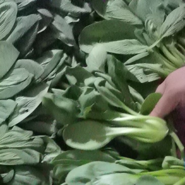 南通青菜大量有货可供应包子厂各大食堂