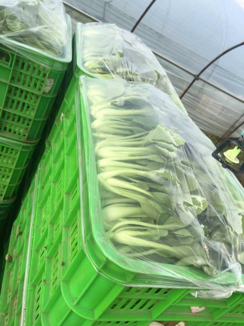 南通青菜大量有货可供应包子厂各大食堂