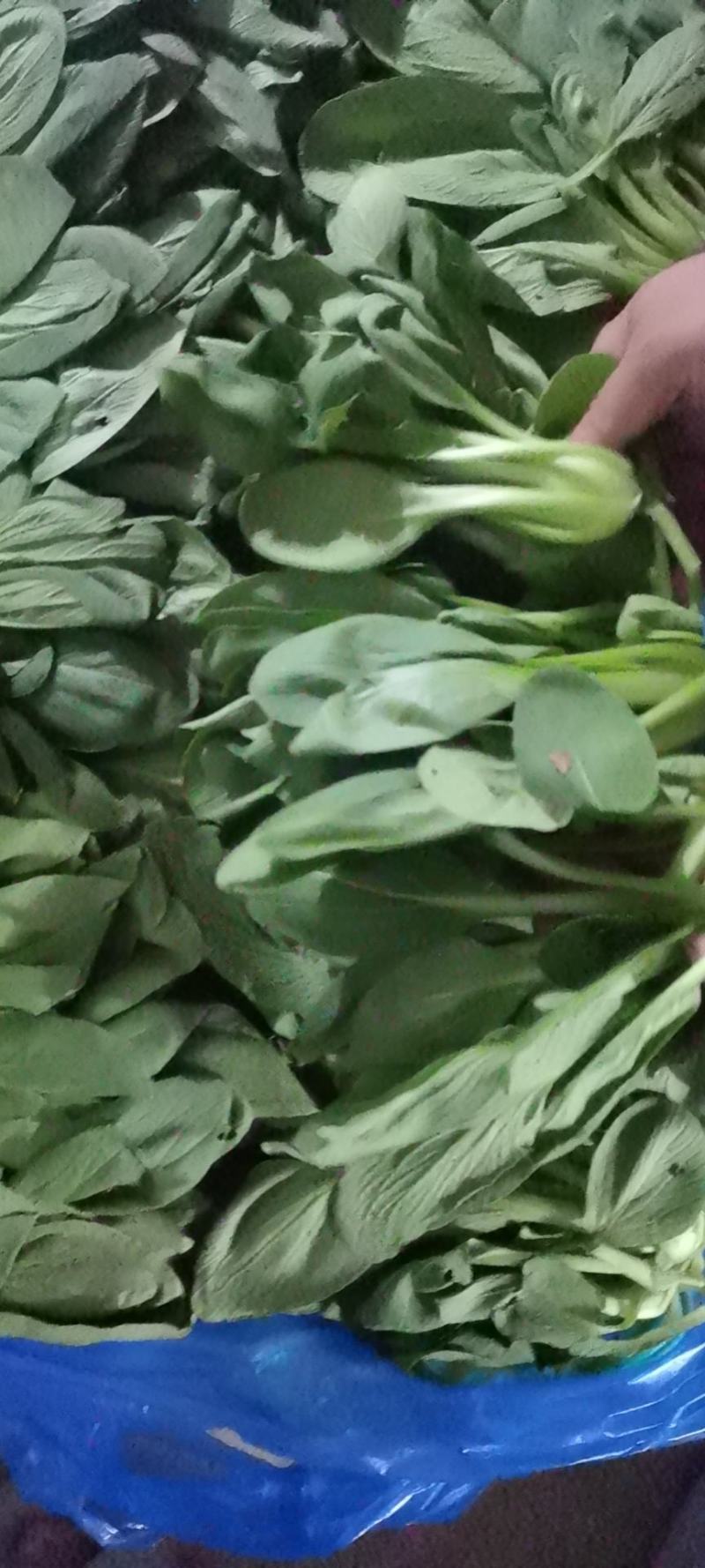 南通青菜大量有货可供应包子厂各大食堂