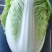 大白菜大量上市了，质量好，价格低，欢迎光临