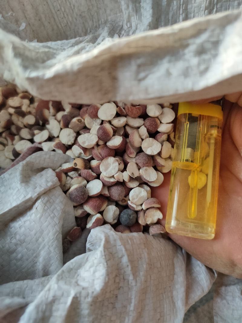 【肇庆发货】肇庆芡实鸡头米精选货各种规格均齐全10斤起发