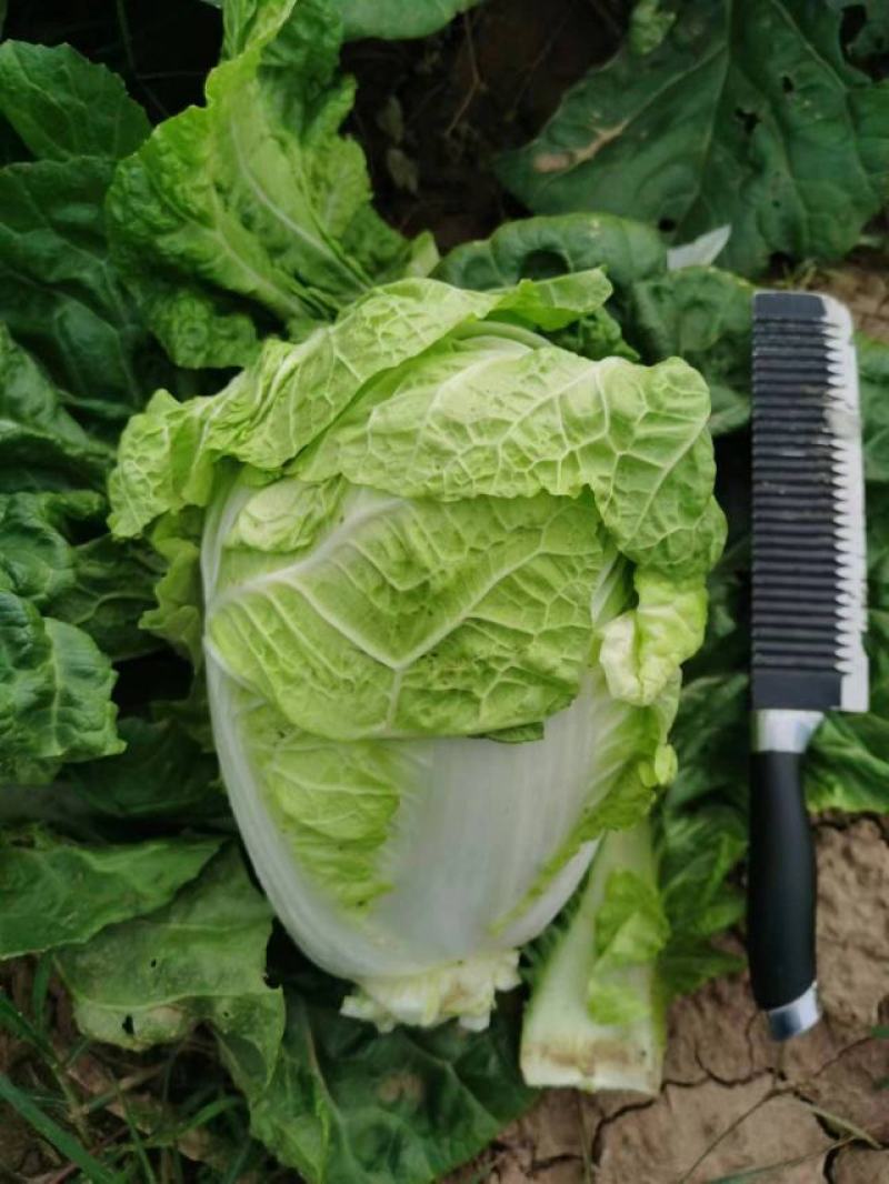 大白菜大量上市了，质量好，价格低，欢迎光临