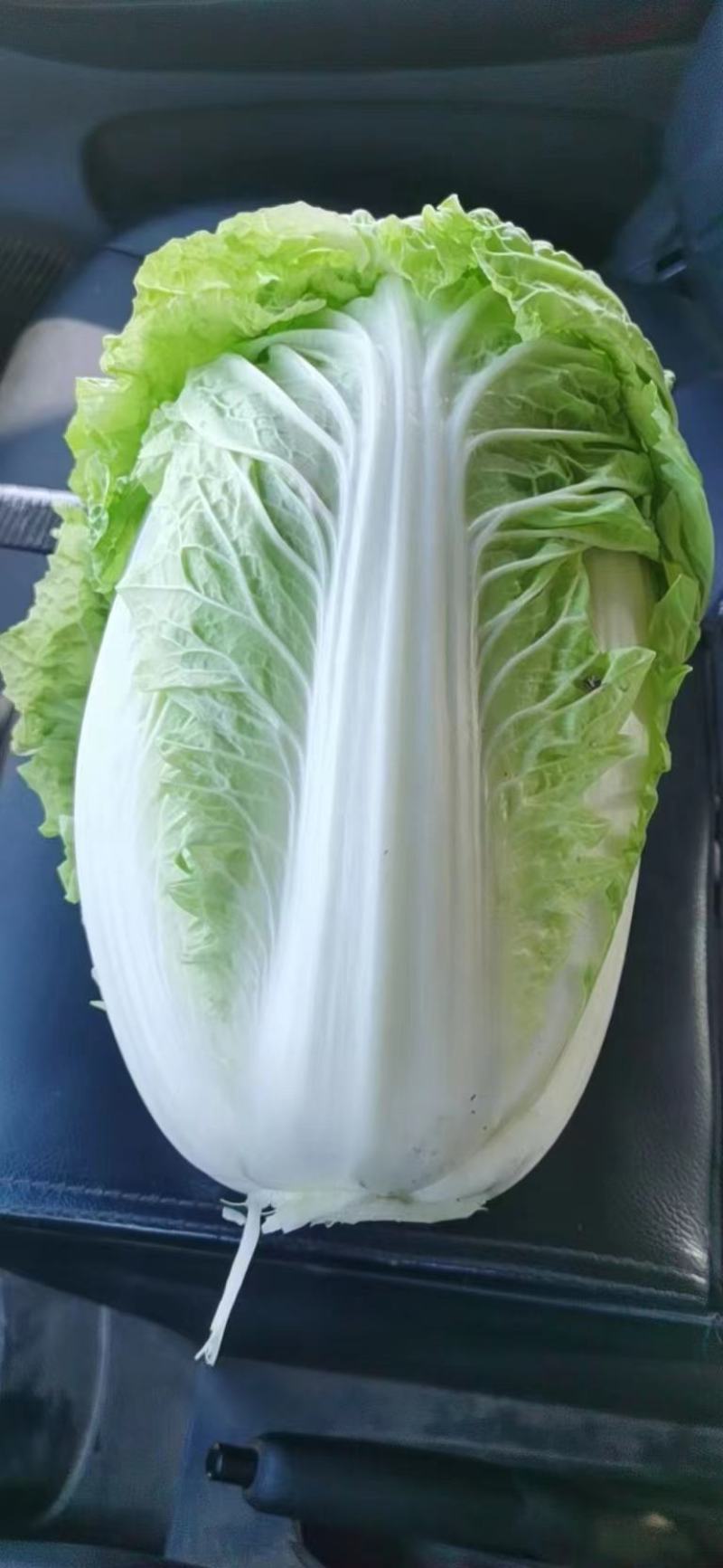 大白菜大量上市了，质量好，价格低，欢迎光临