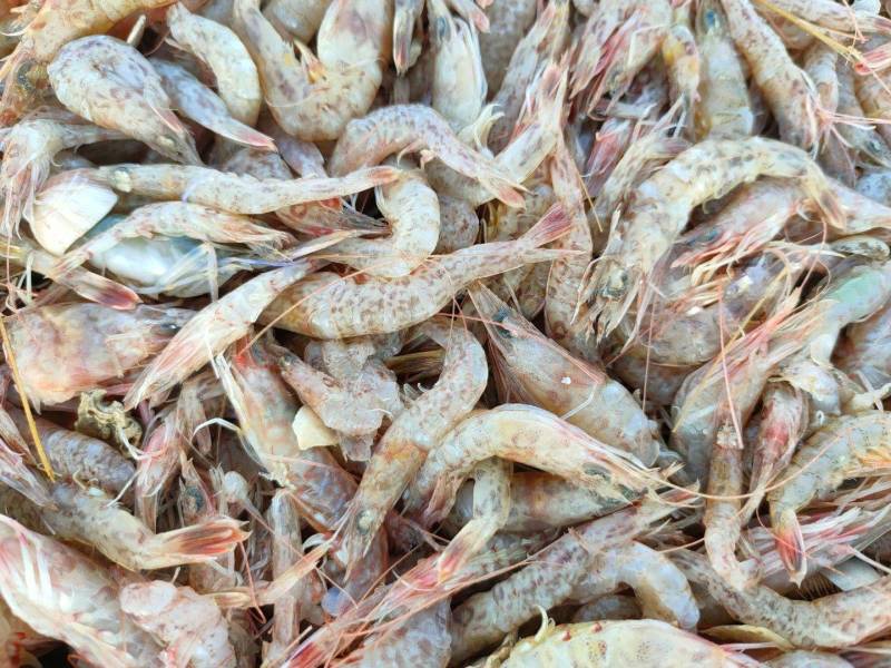 海虾、小海虾、广西本地近海鲜货、适合各种用料、长期有量