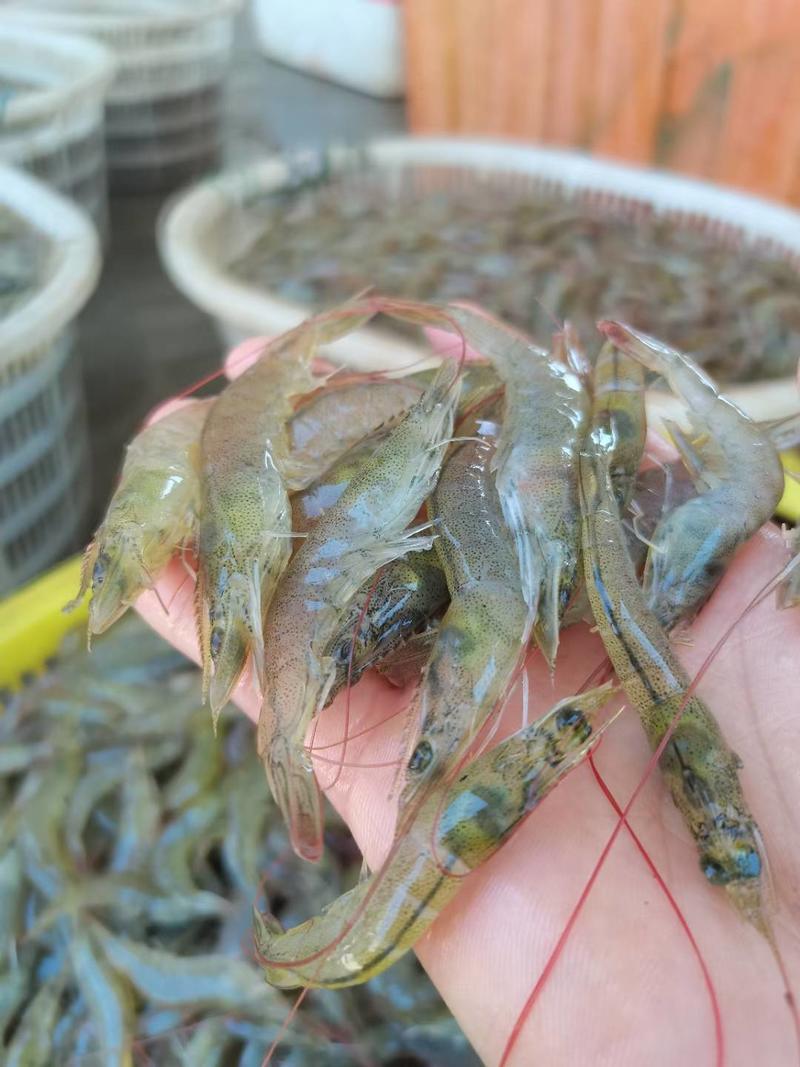 海虾、小海虾、广西本地近海鲜货、适合各种用料、长期有量