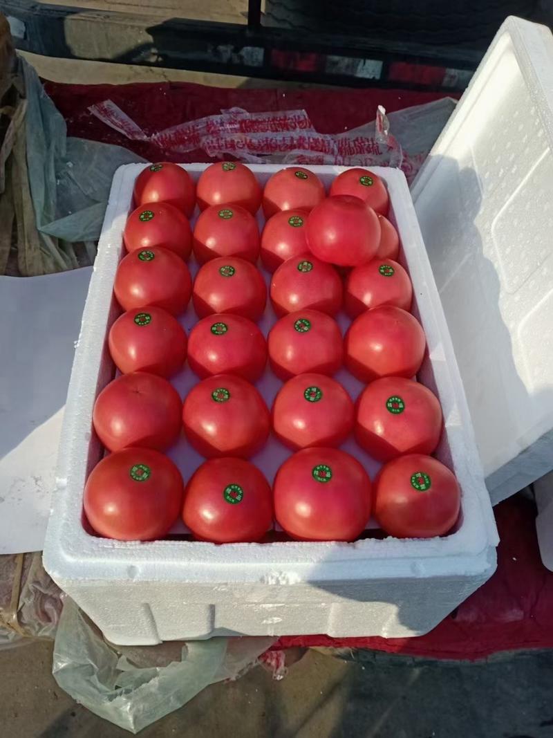 西红柿大红、粉红、精品弧起步大量供货精品西红柿