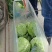 甘蓝，包菜，牛心包菜，圆包菜，代发全国，诚信代发