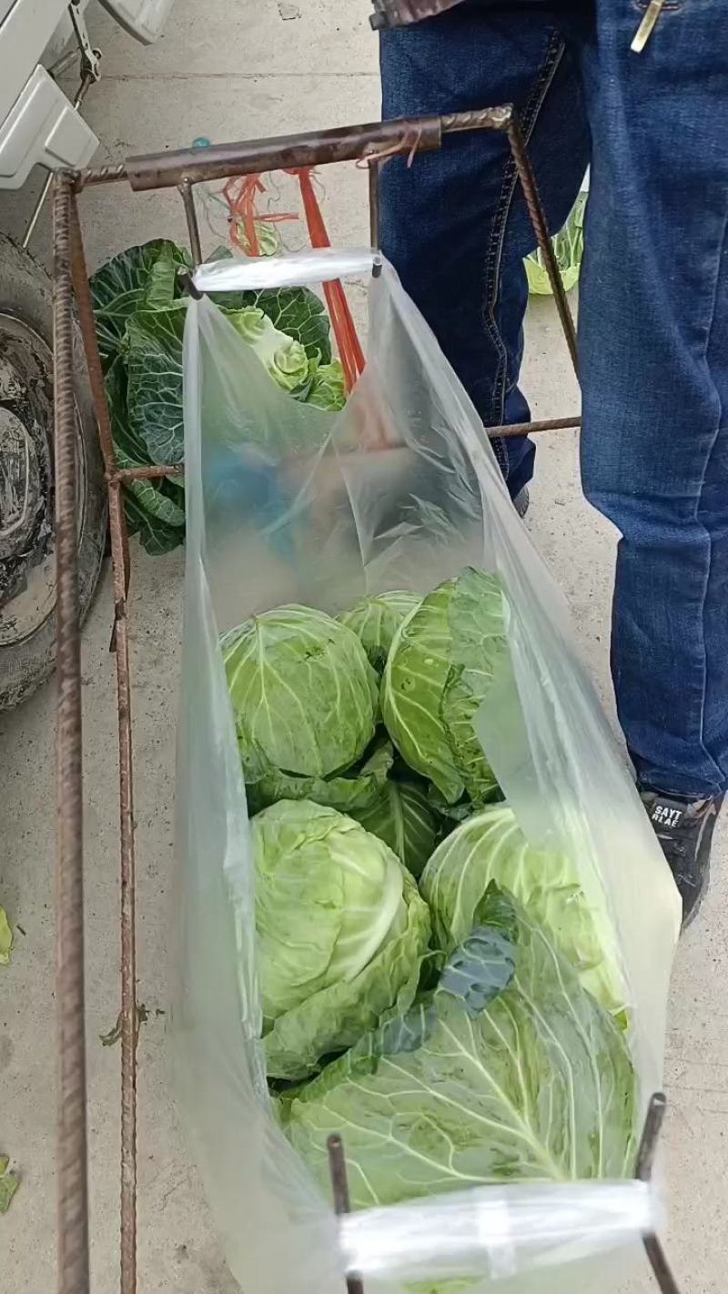 甘蓝，包菜，牛心包菜，圆包菜，代发全国，诚信代发