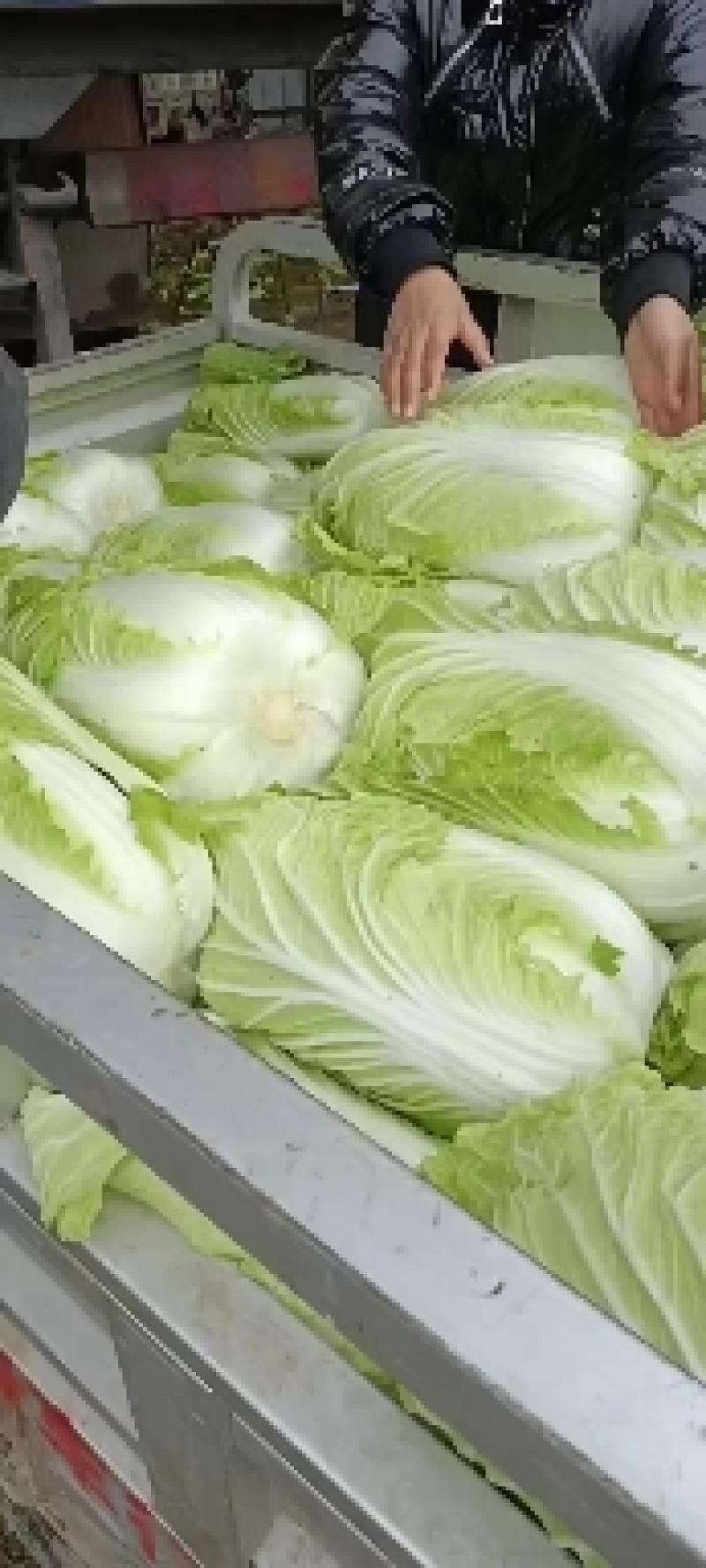 精品白菜，黄心白菜，货源充足，代发全国，诚信第一