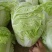 精品白菜，黄心白菜，货源充足，代发全国，诚信第一