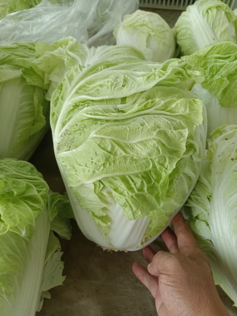 精品白菜，黄心白菜，货源充足，代发全国，诚信第一