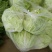 精品白菜，黄心白菜，货源充足，代发全国，诚信第一
