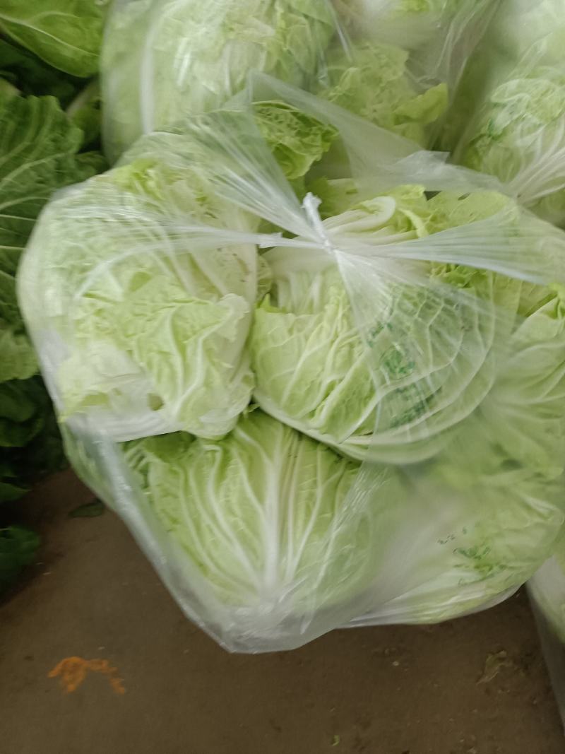 精品白菜，黄心白菜，货源充足，代发全国，诚信第一