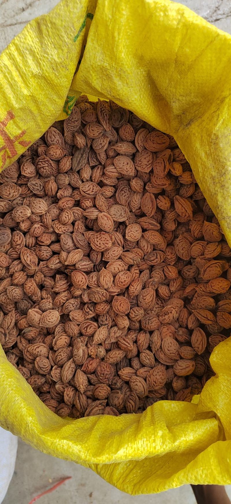 新毛桃核