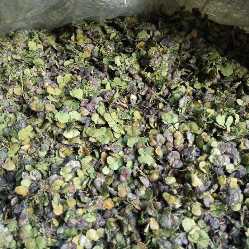 浮萍草别名水浮萍可搭配多品种采购大货联系客服