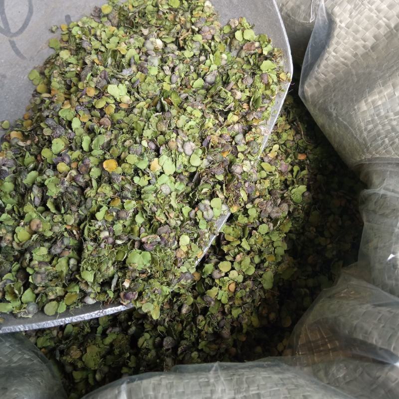 浮萍草别名水浮萍可搭配多品种采购大货联系客服