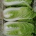 精品砀山黄心大白菜，秋宝义和秋无虫眼，一手货源。