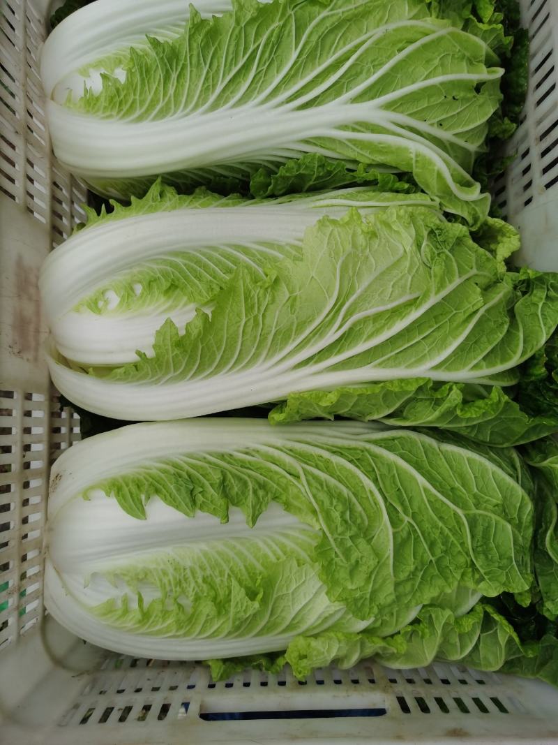 精品砀山黄心大白菜，秋宝义和秋无虫眼，一手货源。