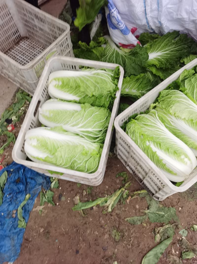 精品砀山黄心大白菜，秋宝义和秋无虫眼，一手货源。